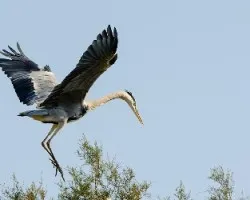 Ardea cinerea