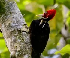 Campephilus guatemalensis