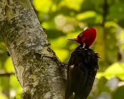 Campephilus guatemalensis