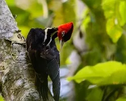 Campephilus guatemalensis