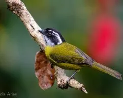 Chlorospingus pileatus
