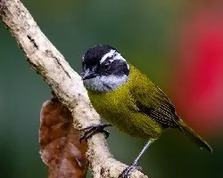 Chlorospingus pileatus