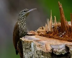 Lepidocolaptes souleyetii