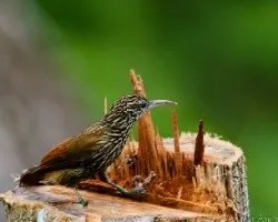 Lepidocolaptes souleyetii