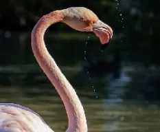 Phoenicopterus ruber