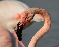 Phoenicopterus ruber