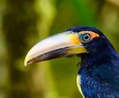 Pteroglossus erythropygius