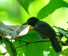 Thamnophilus bridgesi