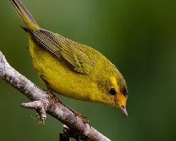 Cardellina pusilla