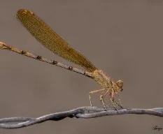 Caballito del diablo