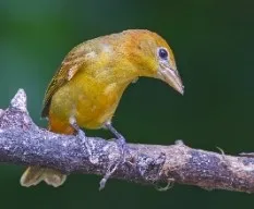 Piranga rubra