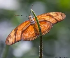 Dryas iulia