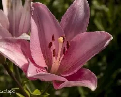 Lilium