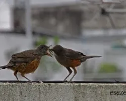 Turdus rufiventris