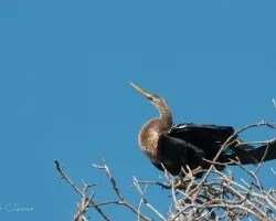 Anhinga anhinga