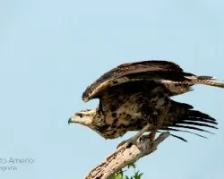 Buteogallus urubitinga