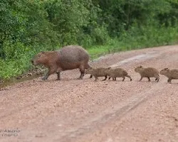 Hydrochoerus hydrochaeris