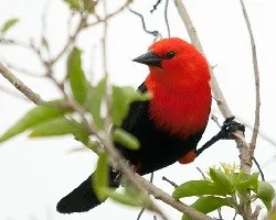 Amblyramphus holosericeus