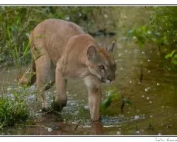 Puma concolor