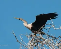 Anhinga anhinga