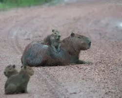 Hydrochoerus hydrochaeris