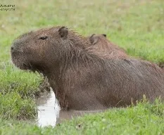 Hydrochoerus hydrochaeris