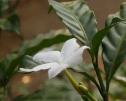 Plumeria alba