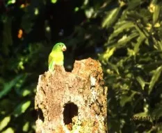 Brotogeris jugularis