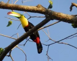 Ramphastos sulfuratus