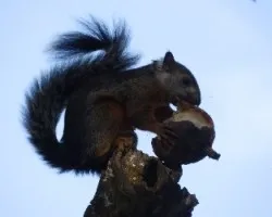 Sciurus variegatoides