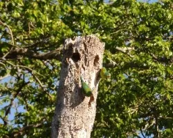 Brotogeris jugularis