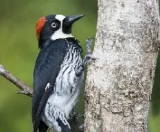 Melanerpes formicivorus