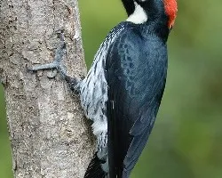 Melanerpes formicivorus