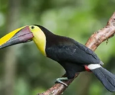 Ramphastos ambiguus