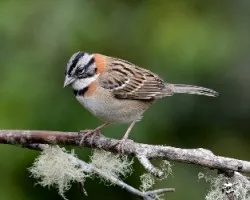 Zonotrichia capensis