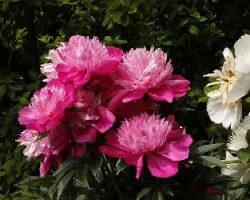 Peonia sp