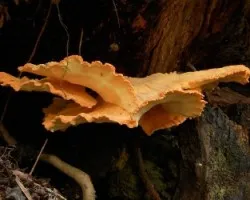 Laetiporus sulphureus