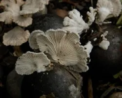 Schizophyllum commune