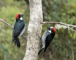 Melanerpes formicivorus