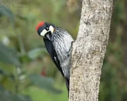 Melanerpes formicivorus