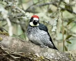 Melanerpes formicivorus