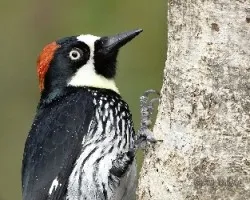 Melanerpes formicivorus