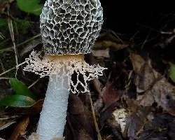 Reto del mes de Enero 2014: Hongos en la Naturaleza