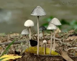 Reto del mes de Enero 2014: Hongos en la Naturaleza