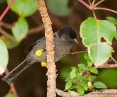 Pselliophorus tibialis