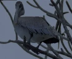Pelecanus occidentalis