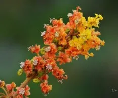 Byrsonima crassifolia