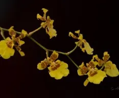Oncidium sphacelatum