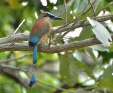 Eumomota superciliosa