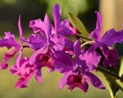 Guarianthe skinneri x guarianthe dowian